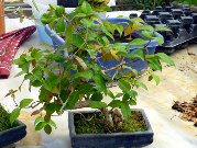 bonsai, perugia, umbria, vivaio